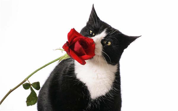 Rose & Cat