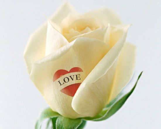 White rose