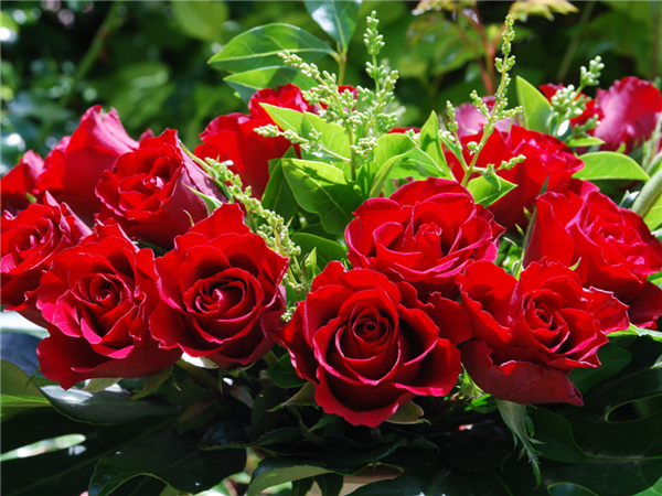 Red Roses