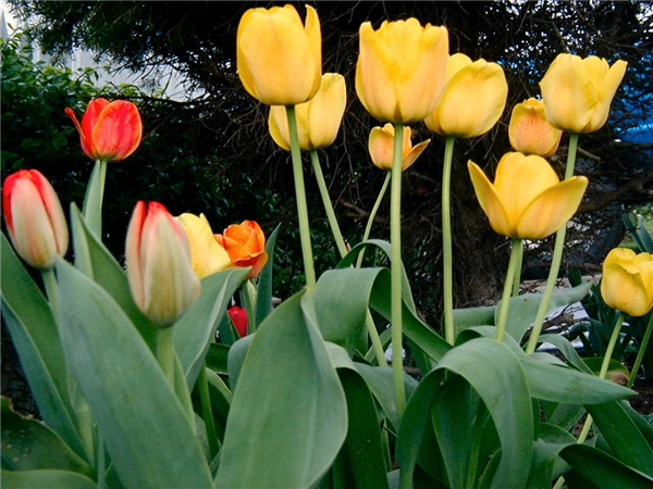 Tulips