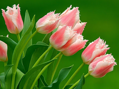 Tulips