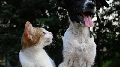 Quale animale domestico sei?
