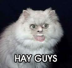 LOL CAT 4
