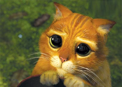 Cat Cat