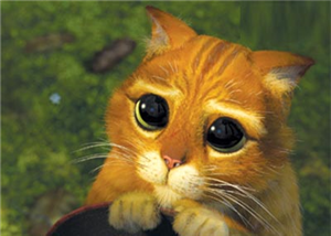Cat Cat