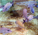 Aquarium Of The Life