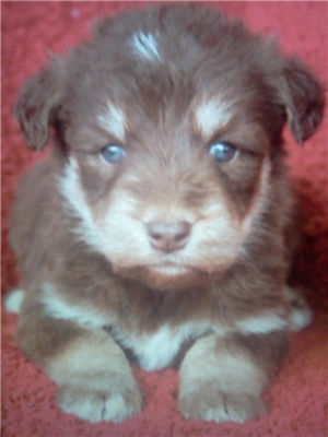 Hecimovich Dogs Name