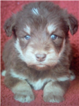 Hecimovich Dogs Name