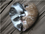 Kitten Gifts!!