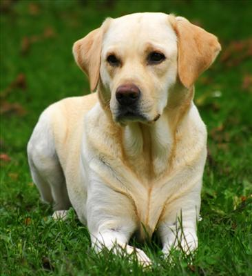 What Type Of Dog Are You?