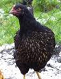 Ayam Ke Telur?