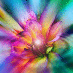 What Color Is Your Emotional Rose?
