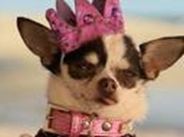 Dog Poll