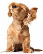 Are You A Dog Or Cat