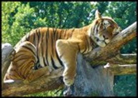 What Kind Of Animal Are You?