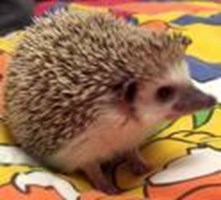What Is Your Exotic Pet? 