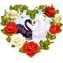 two swans