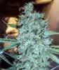 Bag of Big Bud 