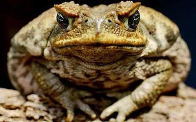 What Amphibious Reptile Are You?