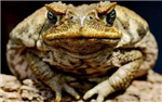 What Amphibious Reptile Are You?