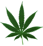 What Weed Are You