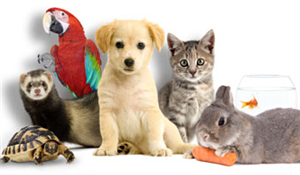 Quelle Animal Aimes Tu Le Plus?