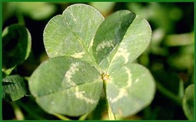 Lucky-O-Meter