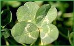 Lucky-O-Meter
