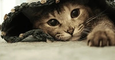 Mirip siapa kamu dengan kucing 
