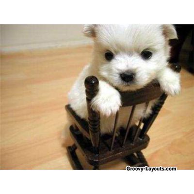 What Cute Animal Are You