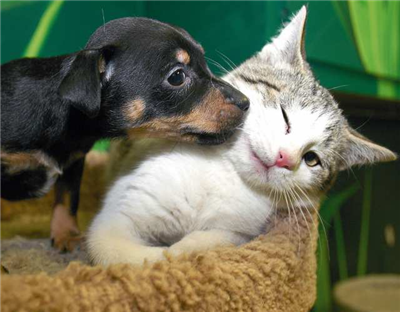 What Is Your Ideal Pet?