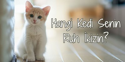 Hangi kedi türüsün 