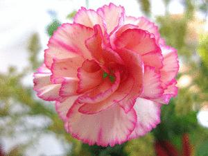 What Is Your Birth Flower? 