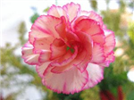What Is Your Birth Flower? 