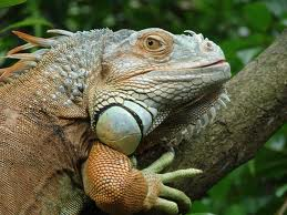 What Reptile Are You???