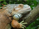 What Reptile Are You???