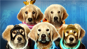 Patilerde Hangi Köpeksin?