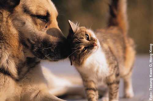Que Animal Eres?