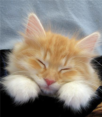 los gatos son lindos