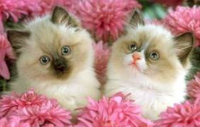 los gatos son lindos