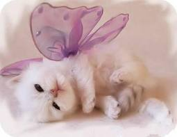 los gatos son lindos