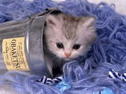 los gatos son lindos