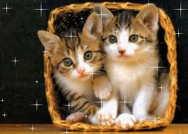 los gatos son lindos