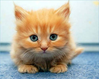 los gatos son lindos