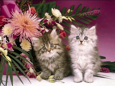 los gatos son lindos