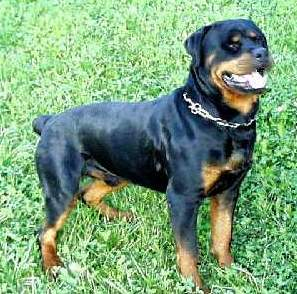 Hangi Köpek Cinsi Sana Göre?