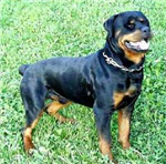 Hangi Köpek Cinsi Sana Göre?
