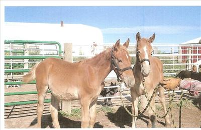 R U A Young Foal Or A Tired Old Nag?