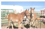 R U A Young Foal Or A Tired Old Nag?