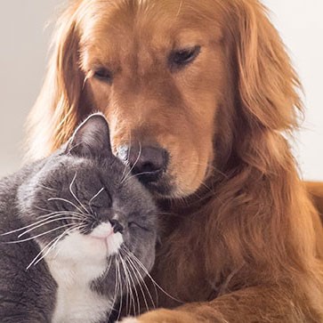 Preferisci il cane o il gatto? 